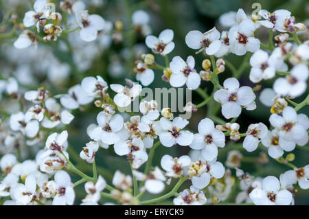 Blume der Meerkohl am Kiesstrand von Bishopstone, East Sussex Stockfoto