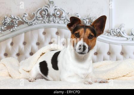 Jack Russell Terrier liegend Stockfoto