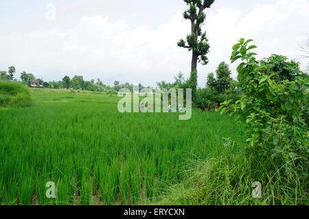 Reisfeld; Devdha; Nepal Stockfoto