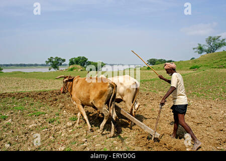 Landwirt Pflügen Land; 60km von Allahabad Kaushambi; Uttar Pradesh; Indien Stockfoto