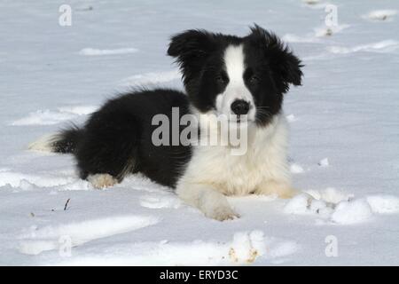 Border Collie Welpen im Schnee Stockfoto