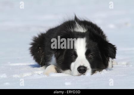 Border Collie Welpen im Schnee Stockfoto