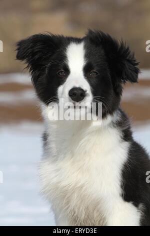 Border-Collie-Welpen-Portrait Stockfoto