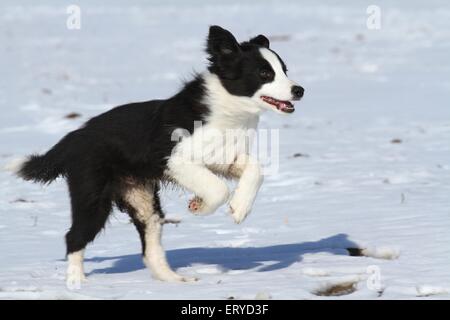 Border Collie Welpen im Schnee Stockfoto