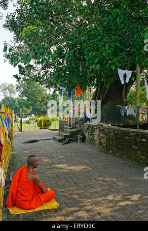 Beten an buddhistischen Mönch; Sarasvati; Uttar Pradesh; Indien Stockfoto