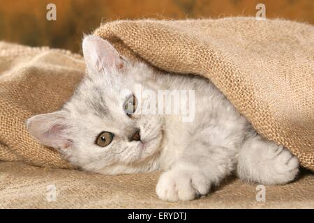 Selkirk Rex Kätzchen Stockfoto