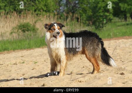 Mischling Stockfoto