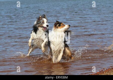 2 Hunde im Wasser zu spielen Stockfoto