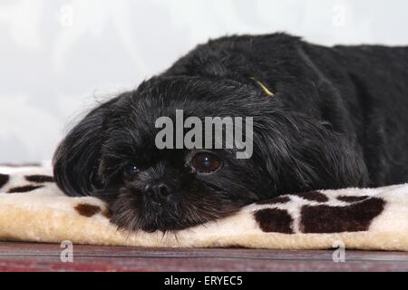 Shih-Tzu-Portrait Stockfoto