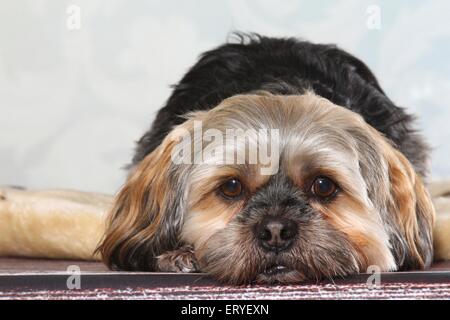 Lhasa Apso liegend Stockfoto