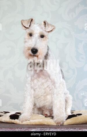 Fox Terrier sitzend Stockfoto