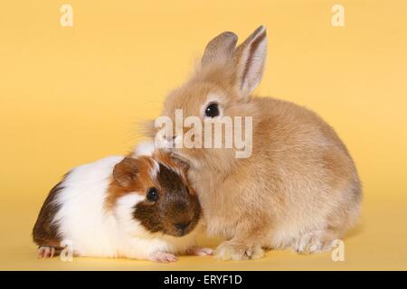 Zwerg-Kaninchen und Meerschweinchen Stockfoto