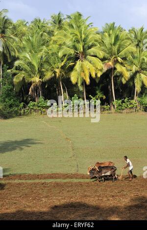 Landwirt Pflügen Feld mit Ochsen; Terekhol Bezirk Sindhudurg; Maharashtra; Indien Stockfoto