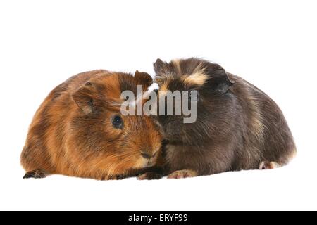 2 Meerschweinchen Stockfoto