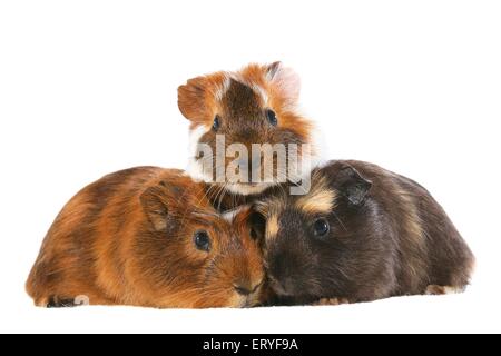 3 Meerschweinchen Stockfoto