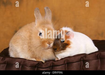 Zwerg-Kaninchen und Meerschweinchen Stockfoto