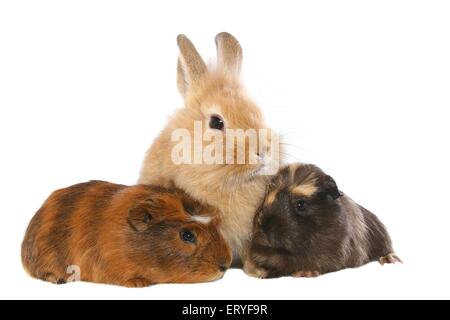 Zwerg Kaninchen und 2 Meerschweinchen Stockfoto