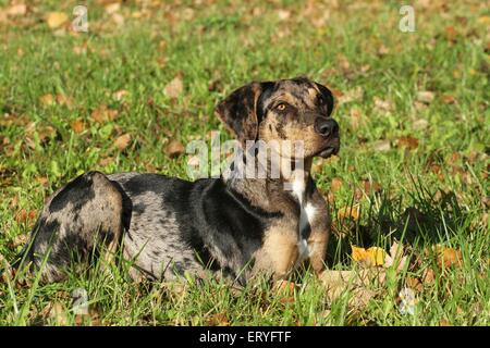 Louisiana Catahoula Leopard Dog Portrait Stockfoto