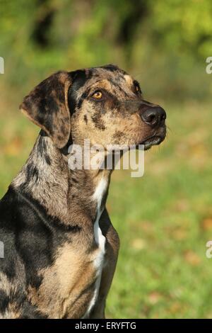 Louisiana Catahoula Leopard Dog Portrait Stockfoto