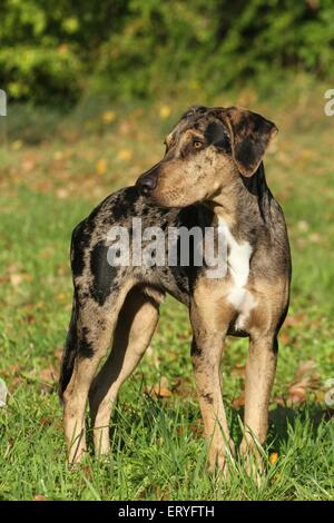 stehenden Louisiana Catahoula Leopard Dog Stockfoto