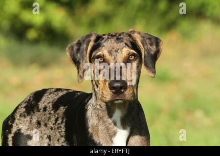 Louisiana Catahoula Leopard Dog Portrait Stockfoto