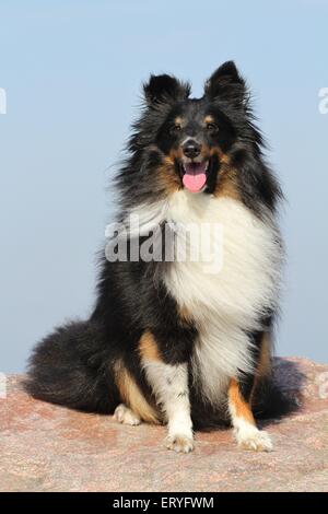 Shetland Sheepdog sitzen Stockfoto