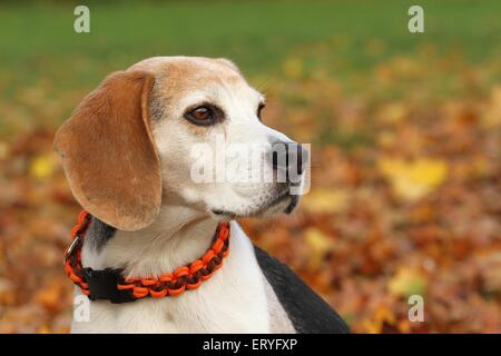 Beagle-Portrait Stockfoto