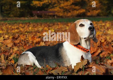 Beagle liegend Stockfoto