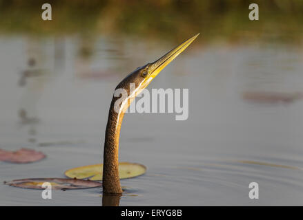 Afrikanische Darter (Anhinga Rufa), Baden im Chobe Fluss, Chobe Nationalpark, Botswana Stockfoto