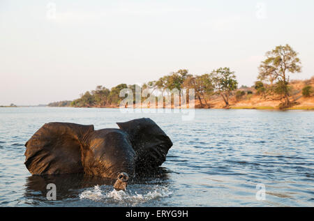 Afrikanischer Elefant (Loxodonta Africana), Stier in den Chobe Fluss wird wütend auf das Boot ganz in der Nähe mit dem Fotografen Stockfoto