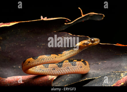 Nördlichen Katze-eyed Schlange (Leptodeira Septentrionalis), leicht giftige, Amazonas-Regenwald, Yasuni-Nationalpark in Ecuador Stockfoto