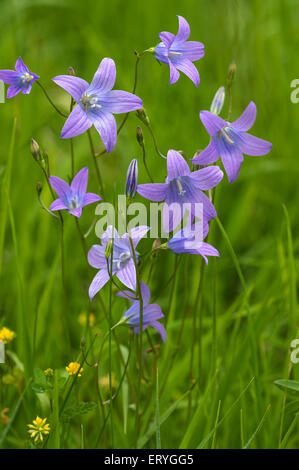 Verbreitung der Glockenblume (Campanula Patula), Bayern, Deutschland Stockfoto