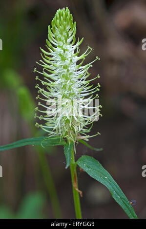 Blüte versetzt Rapunzeln (Phyteuma Spicatum), Bayern, Deutschland Stockfoto