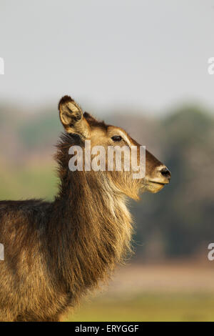 Gemeinsamen Wasserbock (Kobus Ellipsiprymnus), Kuh, Nahaufnahme, Chobe Nationalpark, Botswana Stockfoto