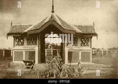 Mysore Zoo , Zoologische Gärten , Sri Chamarajendra Zoologische Gärten , alte vintage antiken 1900er Foto , Mysore , Mysuru , Karnataka , Indien , Asien Stockfoto