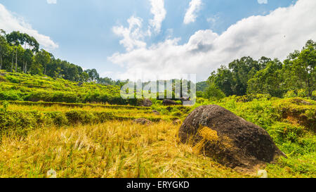 Multi farbige und terrassierten Reisfelder von Batutumonga in die malerische Landschaft in den Bergen von Tana Toraja, Sulawesi, Indonesien. Stockfoto