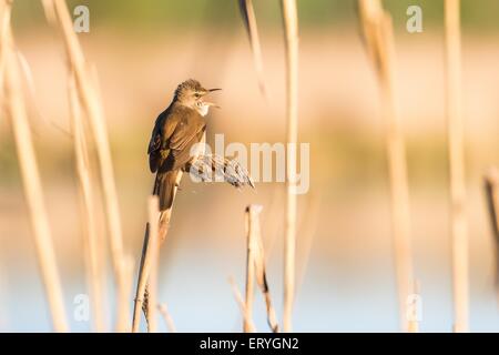 Großen Rohrsänger (Acrocephalus Arundinaceus) im Schilf, Masuren, Polen Stockfoto