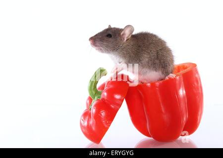 Ratte auf Paprika Stockfoto