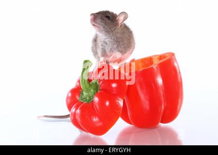 Ratte auf Paprika Stockfoto