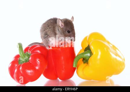 Ratte auf Paprika Stockfoto