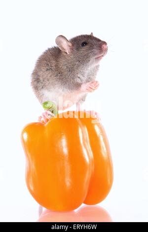 Ratte auf Paprika Stockfoto