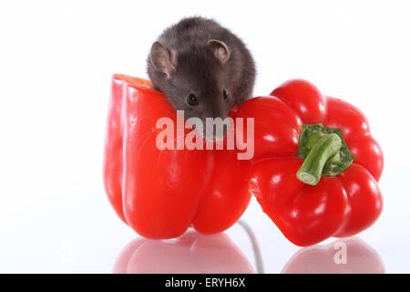 Ratte auf Paprika Stockfoto