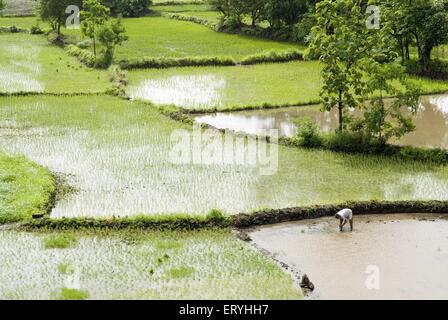 Monsun und Paddy Reisfelder im Schachbrettmuster; Raigadh Bezirk; Maharashtra; Indien Stockfoto