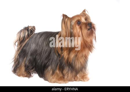 Yorkshire Terrier stehend Stockfoto