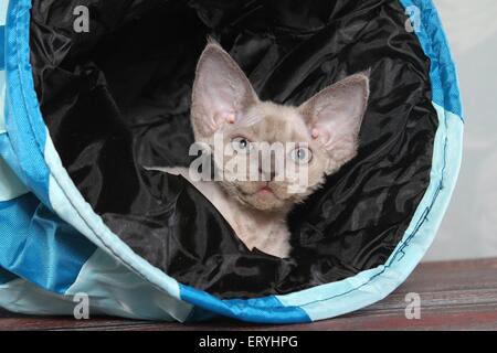 Devon Rex Kitten Portrait Stockfoto