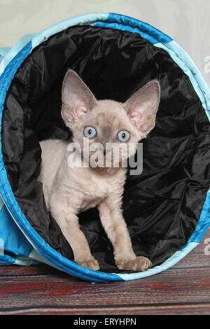 stehende Devon Rex Kätzchen Stockfoto