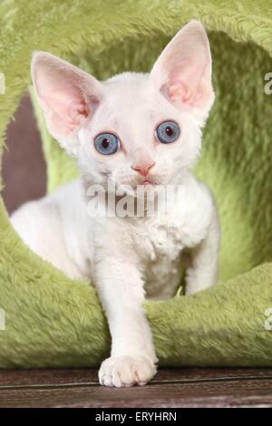 stehende Devon Rex Kätzchen Stockfoto