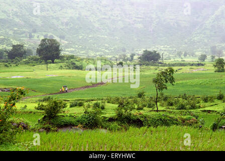 paddy Feld in Monsun; Nasik; Maharashtra; Indien, asien Stockfoto