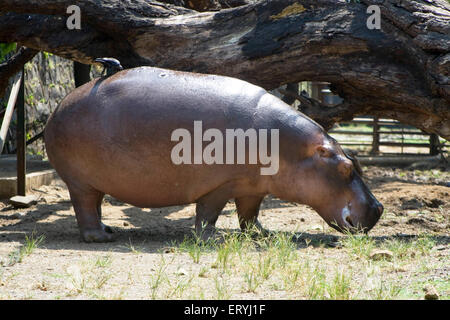 Hippopotamus, Hippo, Jijamata Udyan, Byculla Zoo, Bombay, Mumbai, Maharashtra, Indien, Asien Stockfoto