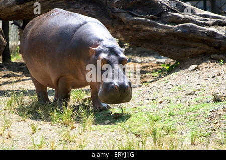 Nilpferd amphibische scharf Schwimmer und können unter Wasser im Zoo bleiben; Bombay Mumbai; Maharashtra; Indien Stockfoto